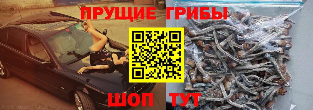 Галлюциногенные грибы Psilocybine cubensis Мурино